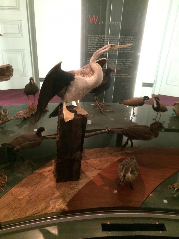 A display case from the Butterfly Gallery